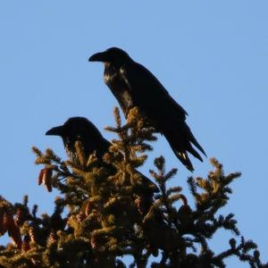 Common Raven