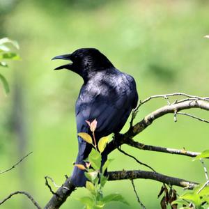 Carrion Crow