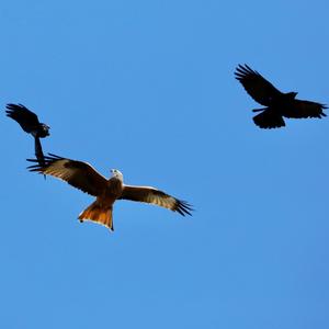 Red Kite