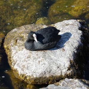 Bläßhuhn