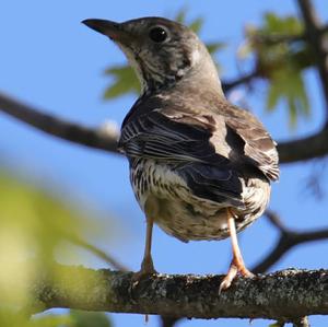 Mistle Thrush