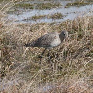 Black-tailed Godwit