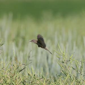 Common Whitethroat