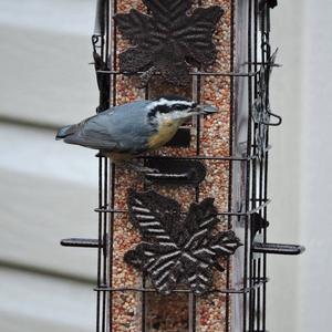 Red-breasted Nuthatch