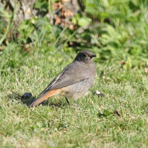 Black Redstart