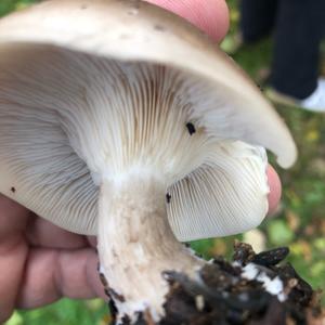 Cloudy Clitocybe