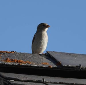 House Sparrow