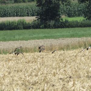 Northern Lapwing