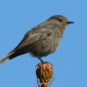 Black Redstart