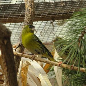 Eurasian Siskin