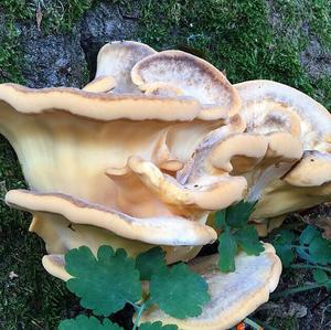 Black-staining Polypore