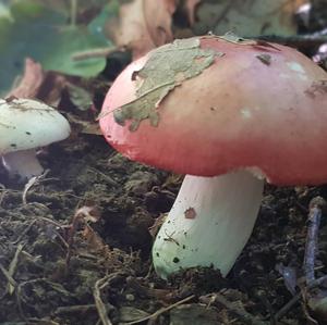 Emetic Russula