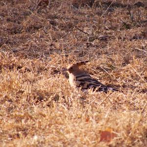 Eurasian Hoopoe