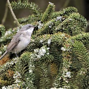 Lesser Whitethroat