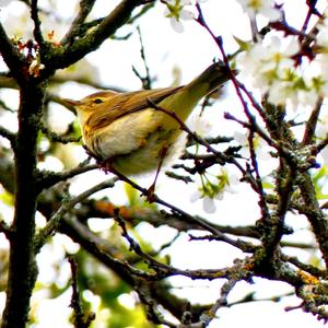 Common Chiffchaff