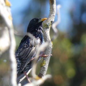 Common Starling