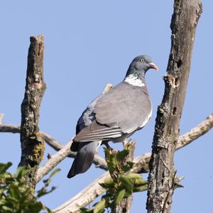 Stock Dove