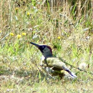 Eurasian Green Woodpecker