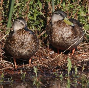 Mallard