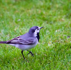 White Wagtail