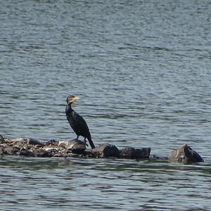 Great Cormorant