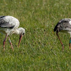 White Stork