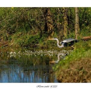 Grey Heron