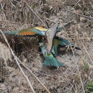 European Bee-eater