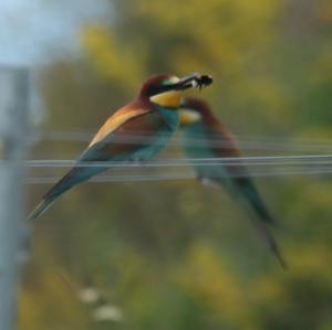 European Bee-eater