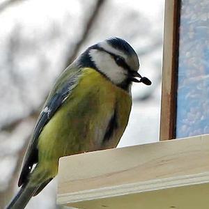 Blue Tit