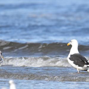 Great Black-backed Gull