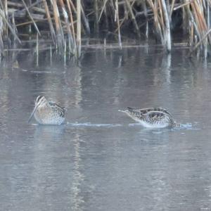 Common Snipe