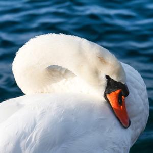 Mute Swan