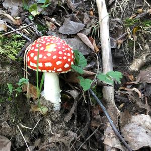 Fly Agaric