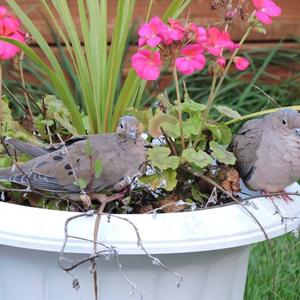 Mourning Dove