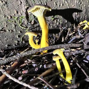 Trumpet Chanterelle