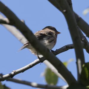 Common Redpoll