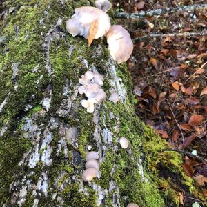 Oyster Mushroom