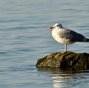 Lesser Black-backed Gull