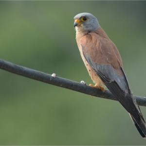 Lesser Kestrel