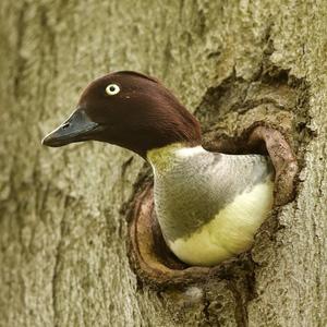 Common Goldeneye