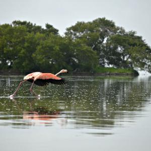 Greater Flamingo