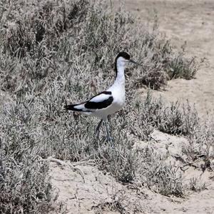 Pied Avocet