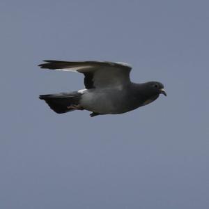 Stock Dove