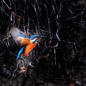 Common Kingfisher