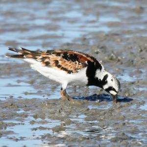 Ruddy Turnstone