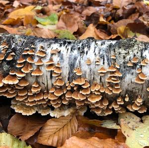 Crimped Gill