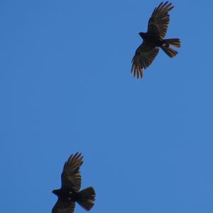 Yellow-billed Chough