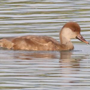 Red-crested Pochard