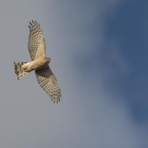 Eurasian Sparrowhawk